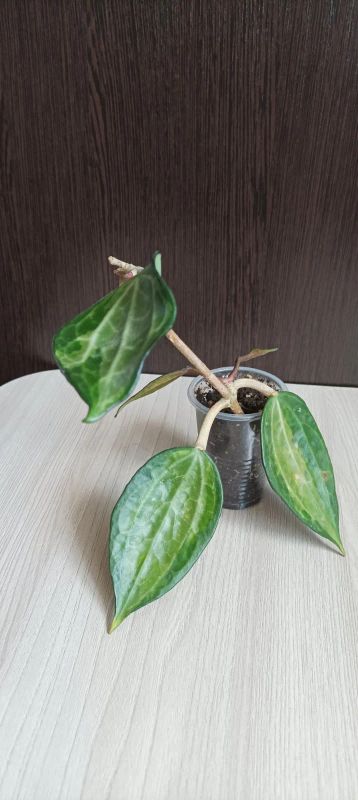 Лот: 20361698. Фото: 1. Хойя (hoya macrohylla pot of gold... Горшечные растения и комнатные цветы