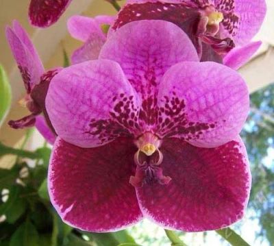 Лот: 2022247. Фото: 1. орхидея Vanda Sanderiana х Vanda... Горшечные растения и комнатные цветы