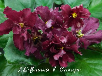 Лот: 8484380. Фото: 1. Фиалка сортовая ЛЕ-Вишня в Сахаре... Горшечные растения и комнатные цветы