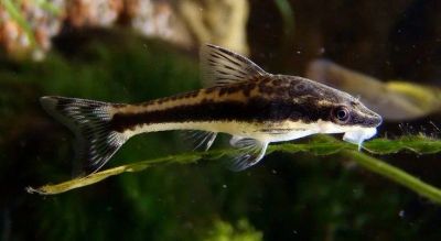 Лот: 10681623. Фото: 1. Отоцинклюс аффинис (Otocinclus... Рыбки
