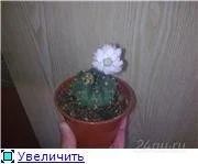 Лот: 111747. Фото: 1. кактус цветущий. Горшечные растения и комнатные цветы