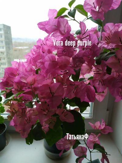 Лот: 18263576. Фото: 1. Бугевиллия сортовая Vera deep... Горшечные растения и комнатные цветы