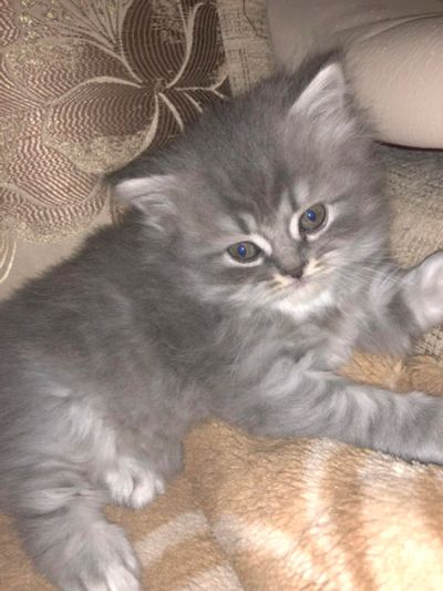 Лот: 11578079. Фото: 1. Шотландский прямоухий мальчик. Кошки, котята