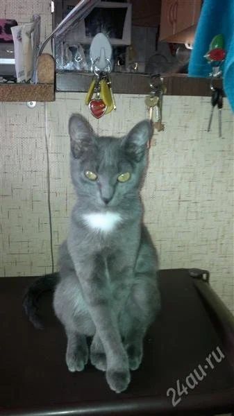 Лот: 1631117. Фото: 1. Отдадим в хорошие руки кошечку... Кошки, котята