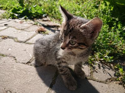 Лот: 16493580. Фото: 1. Котёнок. Кошки, котята