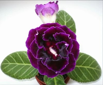 Лот: 11236376. Фото: 1. Глоксиния махровая фиолетовая... Горшечные растения и комнатные цветы