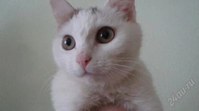 Лот: 1500503. Фото: 1. Котенок, девочка, 4 месяца... Кошки, котята