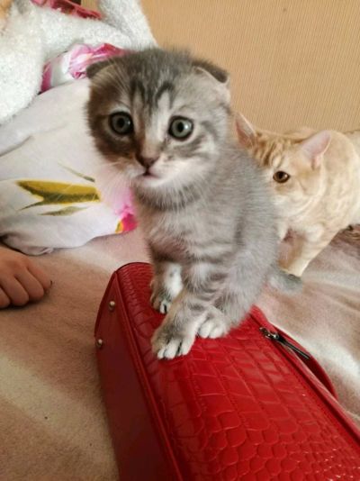 Лот: 9446251. Фото: 1. Шотландский котенок. Кошки, котята