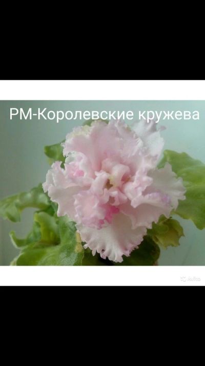 Лот: 15118510. Фото: 1. Фиалка "Кружево". Горшечные растения и комнатные цветы