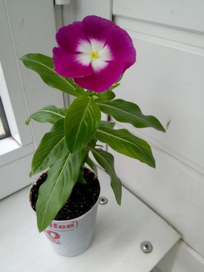 Лот: 14350054. Фото: 1. цветок кайенский жасмин первый... Горшечные растения и комнатные цветы