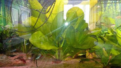 Лот: 10122574. Фото: 1. Эхинодорус леопардовый. Водные растения