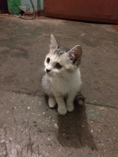 Лот: 4890932. Фото: 1. Котенок ищет дом. Кошки, котята