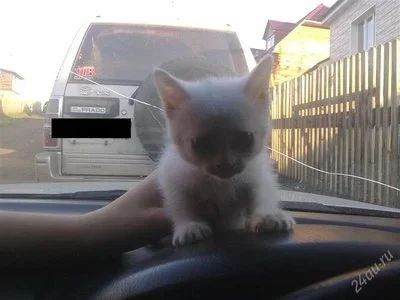 Лот: 1024465. Фото: 1. Отдам котенка (кошку) в хорошие... Остальные животные
