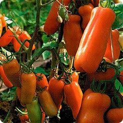 Лот: 11782988. Фото: 1. Семена томатов Жигало (Жиголо). Овощи