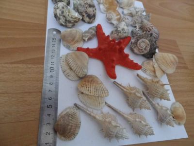 Лот: 7520189. Фото: 1. Одним лотом ракушки 26шт, морская... Грунты, украшения, наполнения