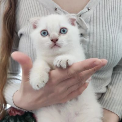 Лот: 20352824. Фото: 1. Шотландский Вислоухий котёнок. Кошки, котята