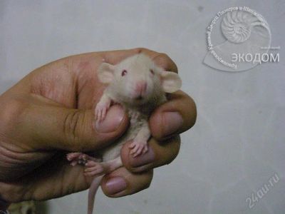 Лот: 97799. Фото: 1. Крысенок Лео, порода дамбо-рекс... Остальные животные