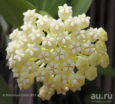 Лот: 13555579. Фото: 1. Хойя Hoya subquintuplinervis... Горшечные растения и комнатные цветы