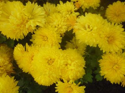 Лот: 11294176. Фото: 1. хризантема Опал, корейка. Садовые цветы
