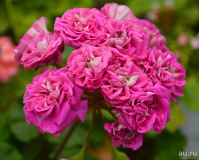 Лот: 18306015. Фото: 1. Сортовая пеларгония "Ю_Грушенька... Горшечные растения и комнатные цветы
