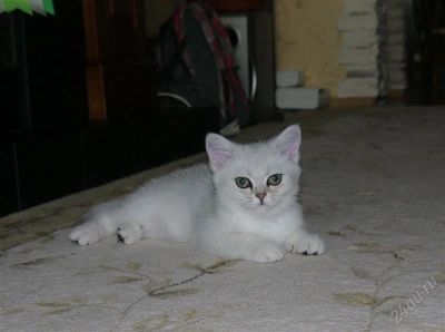 Лот: 2371614. Фото: 1. Британские котята шиншиллового... Кошки, котята