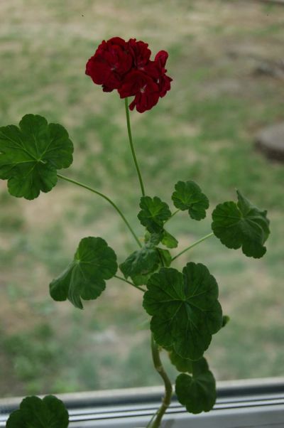 Лот: 9850533. Фото: 1. Пеларгония Bold Carmine цветёт. Горшечные растения и комнатные цветы