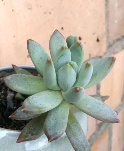 Лот: 10620747. Фото: 1. Pachyveria glauca. Горшечные растения и комнатные цветы