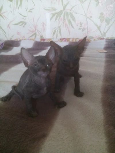 Лот: 7581889. Фото: 1. мальчики. Кошки, котята