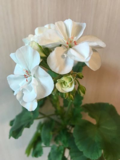 Лот: 18054309. Фото: 1. Герань. Горшечные растения и комнатные цветы