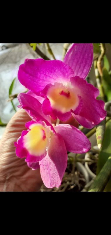Лот: 18932551. Фото: 1. Орхидея дендробиум нобиле ,расцвел. Горшечные растения и комнатные цветы