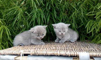 Лот: 7941374. Фото: 1. Британские девчата. Кошки, котята