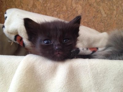 Лот: 8207711. Фото: 1. Черная кошечка 2 месяца ПаНТЕРа. Кошки, котята