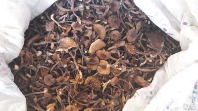Лот: 8594223. Фото: 1. Грибы Опята.Осенние.Сушеные. Грибы