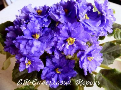 Лот: 5528504. Фото: 1. Фиалка сортовая ЕК-Синеглазый... Горшечные растения и комнатные цветы
