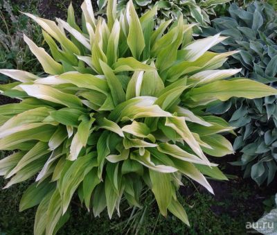 Лот: 9528999. Фото: 1. хоста Голд Хазэ (hosta 'Gold Haze... Садовые цветы