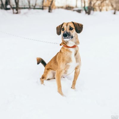 Лот: 12234018. Фото: 1. собака. Собаки, щенки