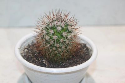 Лот: 11236526. Фото: 1. Кактус Mammilaria zeilmanniana. Горшечные растения и комнатные цветы