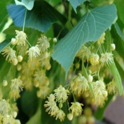 Лот: 7471061. Фото: 1. Липа крупнолистная (Tilia platyphyllos... Декоративные кустарники и деревья
