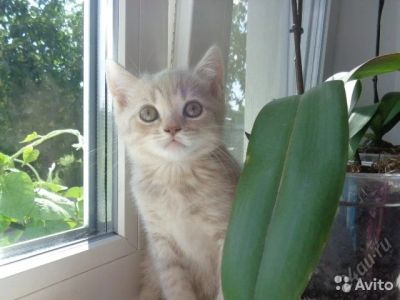 Лот: 5803788. Фото: 1. Красивая,умная. Кошки, котята