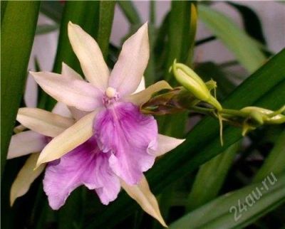 Лот: 1216194. Фото: 1. Орхидея Mil. Honolulu x Mil. binotii... Горшечные растения и комнатные цветы