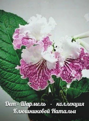 Лот: 10333049. Фото: 1. Стрептокарпус Dem -Шармель... Горшечные растения и комнатные цветы