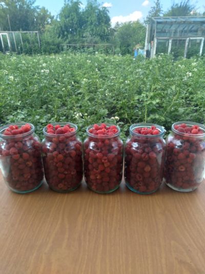 Лот: 23328505. Фото: 1. Малина (цена за 5 литров+ доставка... Ягоды, орехи