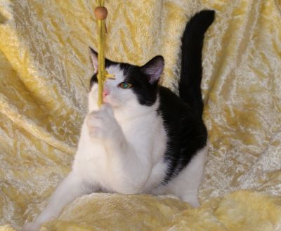 Лот: 12590181. Фото: 1. Кот Семён. Кошки, котята