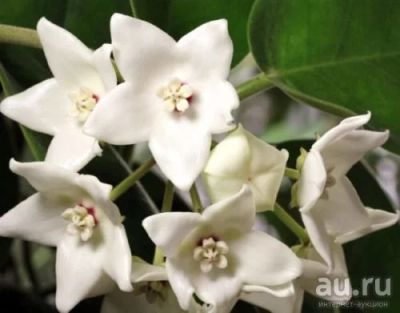 Лот: 13593182. Фото: 1. Hoya magnifica. Горшечные растения и комнатные цветы