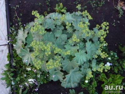 Лот: 9840885. Фото: 1. манжетка. Другое (для дачи, дома, огорода, бани, парка)