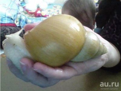 Лот: 8709551. Фото: 1. Улитята Ахатины Фулики Родаци... Остальные животные
