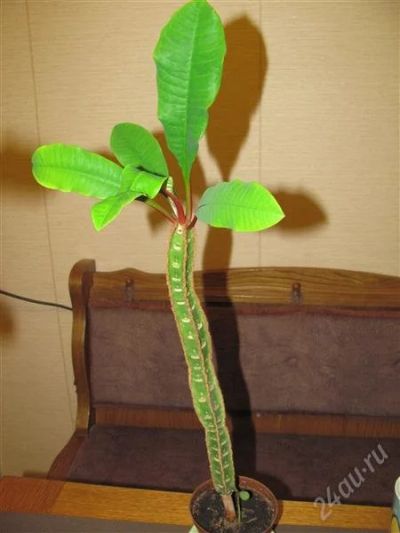 Лот: 2569283. Фото: 1. Молочай. Горшечные растения и комнатные цветы