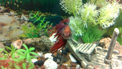 Лот: 3917380. Фото: 1. Петушок (бойцовая рыбка, Betta... Рыбки