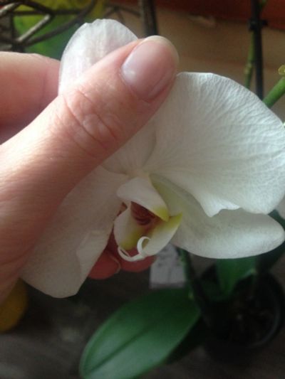 Лот: 15028722. Фото: 1. Орхидея. Горшечные растения и комнатные цветы