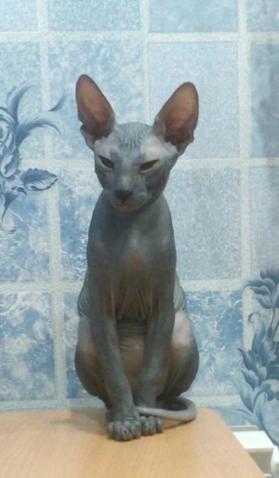 Лот: 11511920. Фото: 1. Донской сфинкс. Кошки, котята